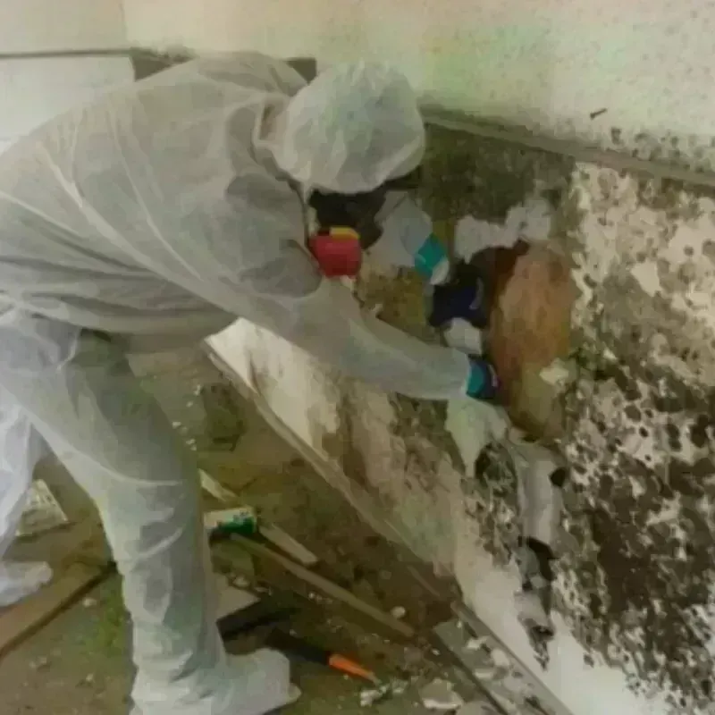 Mold Remediation and Removal in Shaw Heights, CO